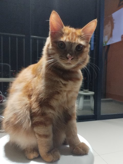 Marble - Maine Coon + Persian Cat