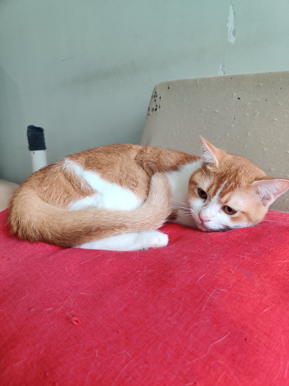 Boora - British Shorthair + Calico Cat