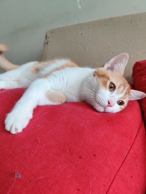 Boora - British Shorthair + Calico Cat