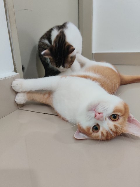 Boora - British Shorthair + Calico Cat