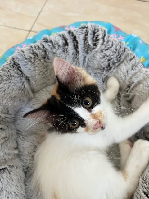 Kitty - Domestic Medium Hair + Domestic Long Hair Cat