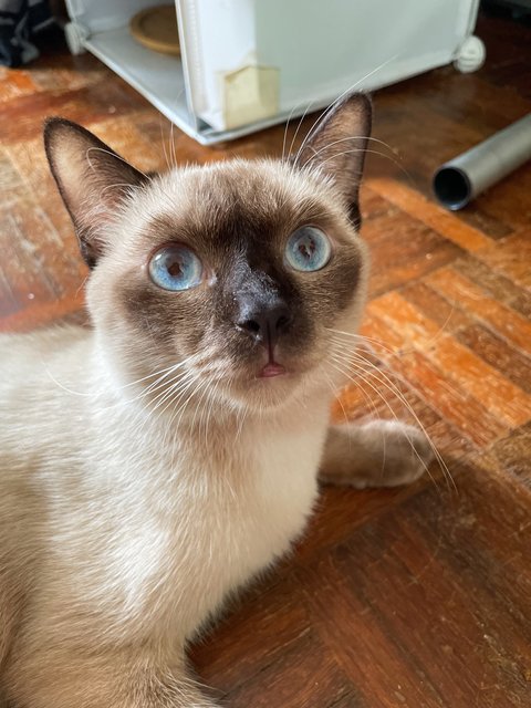 Ochel - Siamese Cat