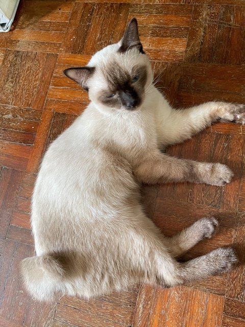 Ochel - Siamese Cat