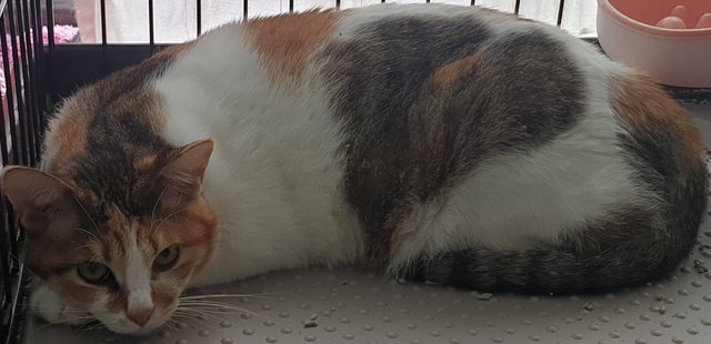 Derpey - Calico Cat