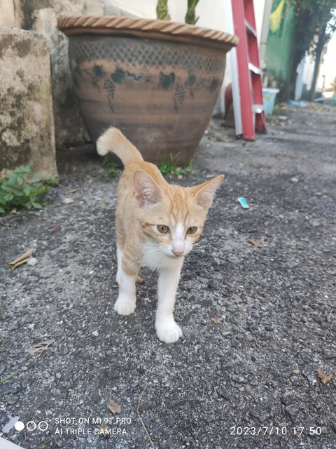 Toto - Domestic Short Hair Cat