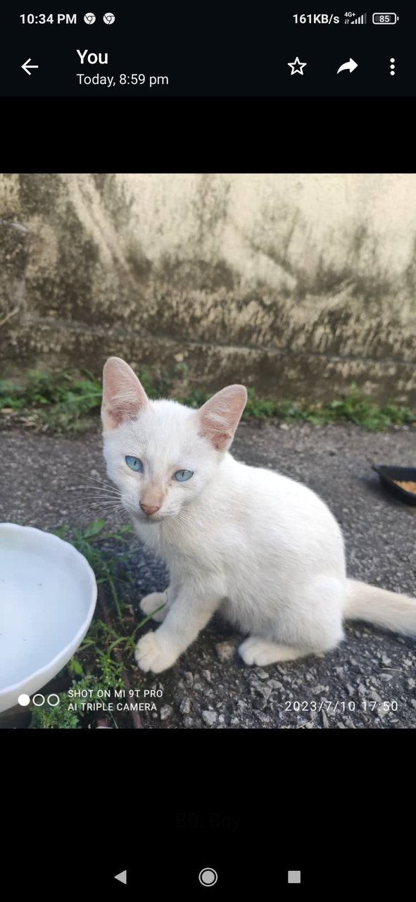 Bb - Domestic Short Hair Cat