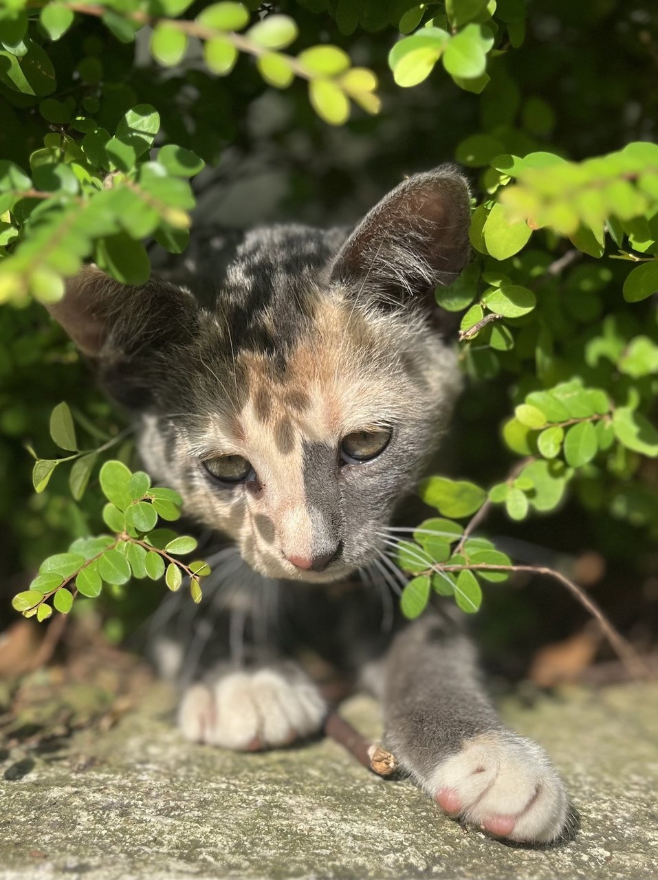 Grey - Domestic Short Hair Cat