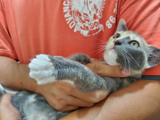 Grey - Domestic Short Hair Cat