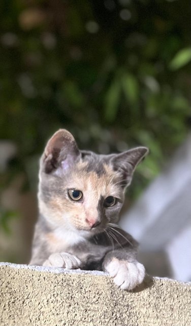 Grey - Domestic Short Hair Cat