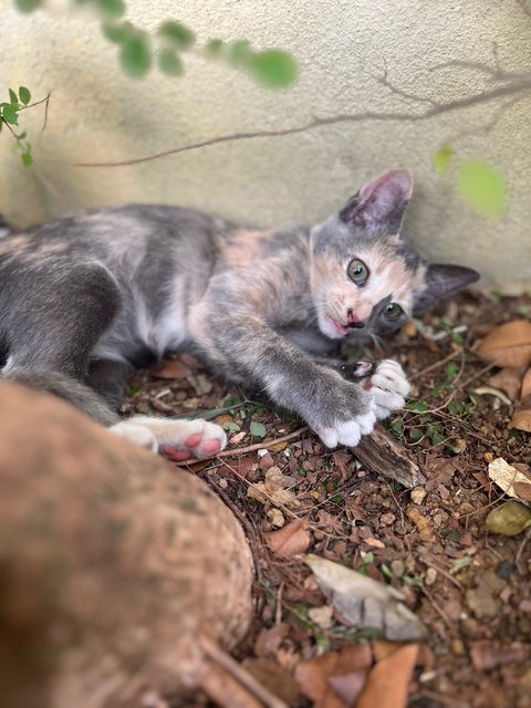 Grey - Domestic Short Hair Cat