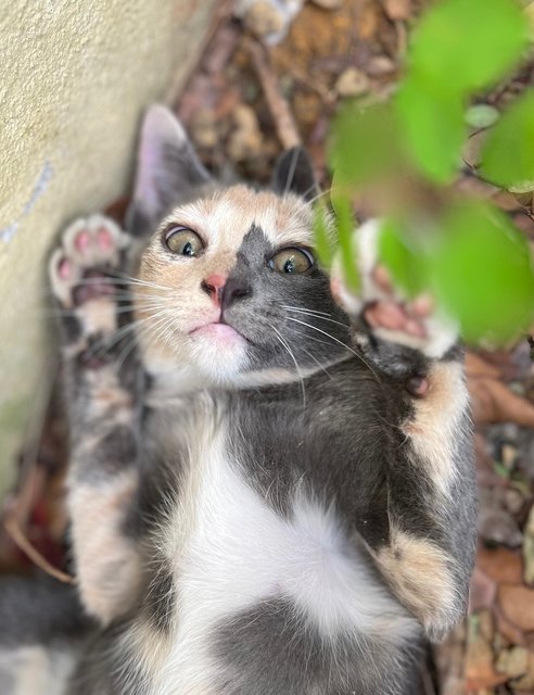 Grey - Domestic Short Hair Cat