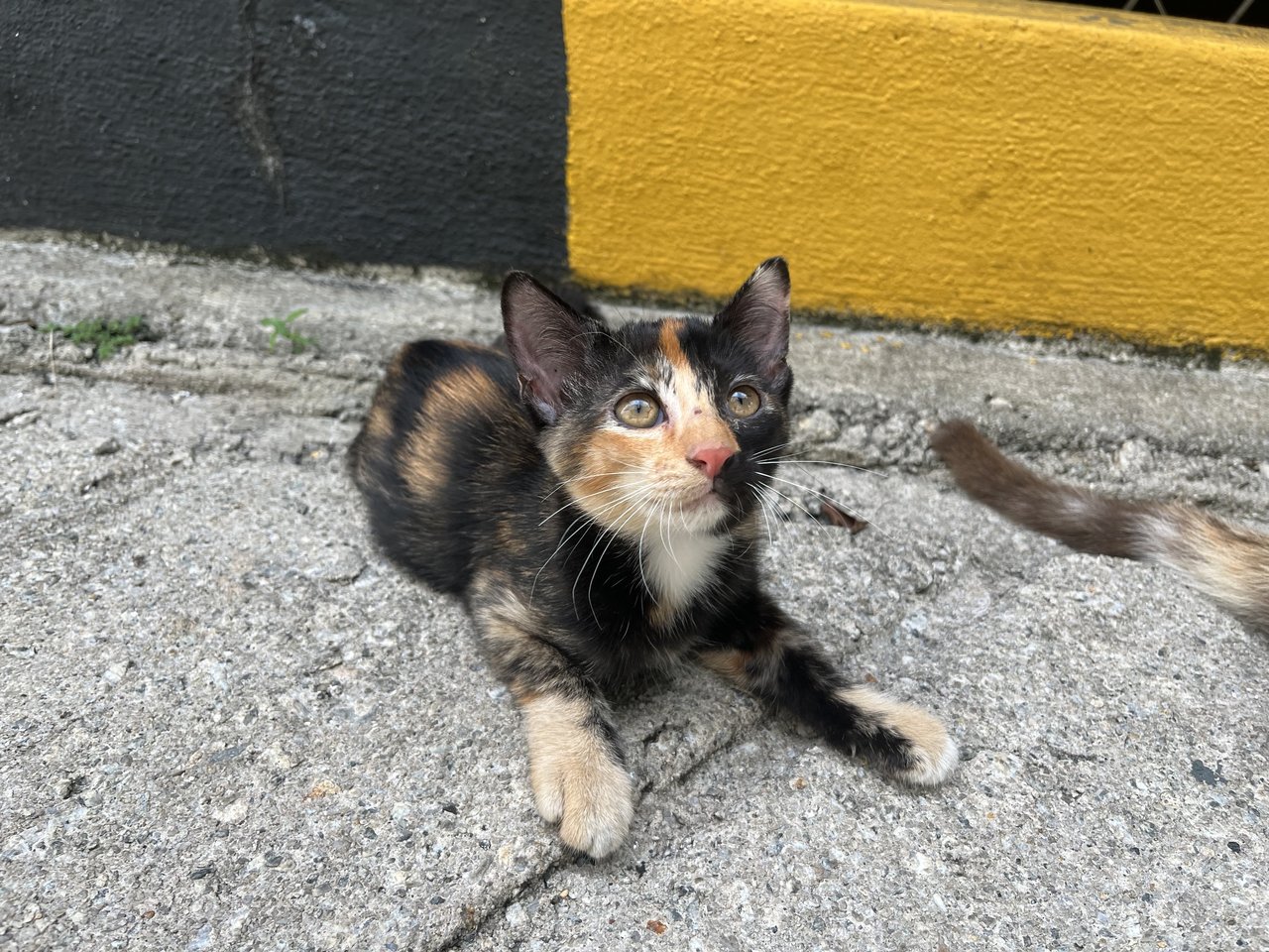 Mystic  - Domestic Short Hair Cat