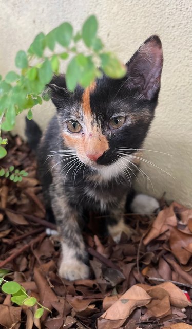 Mystic  - Domestic Short Hair Cat