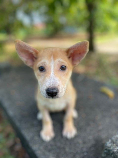 Ginger - Corgi Mix Dog