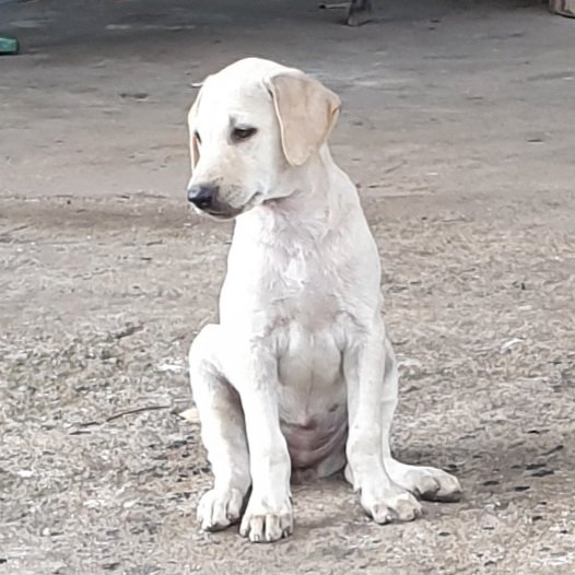 Girl A - Mixed Breed Dog