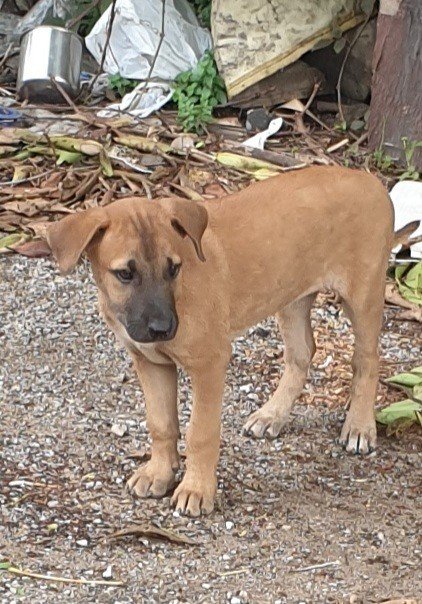 Girl D - Mixed Breed Dog