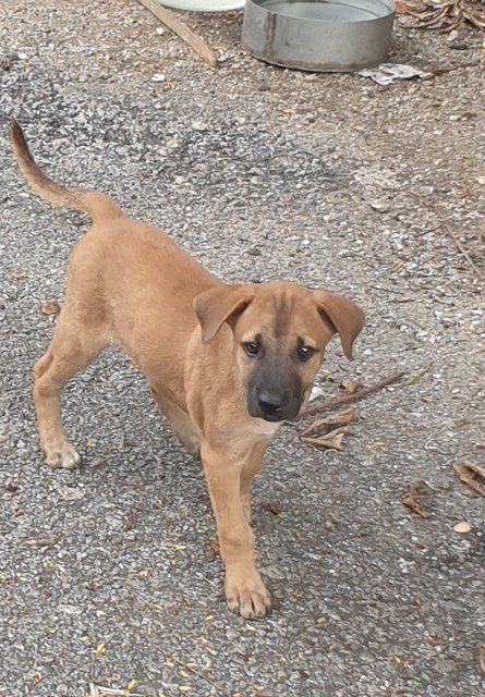 Girl D - Mixed Breed Dog