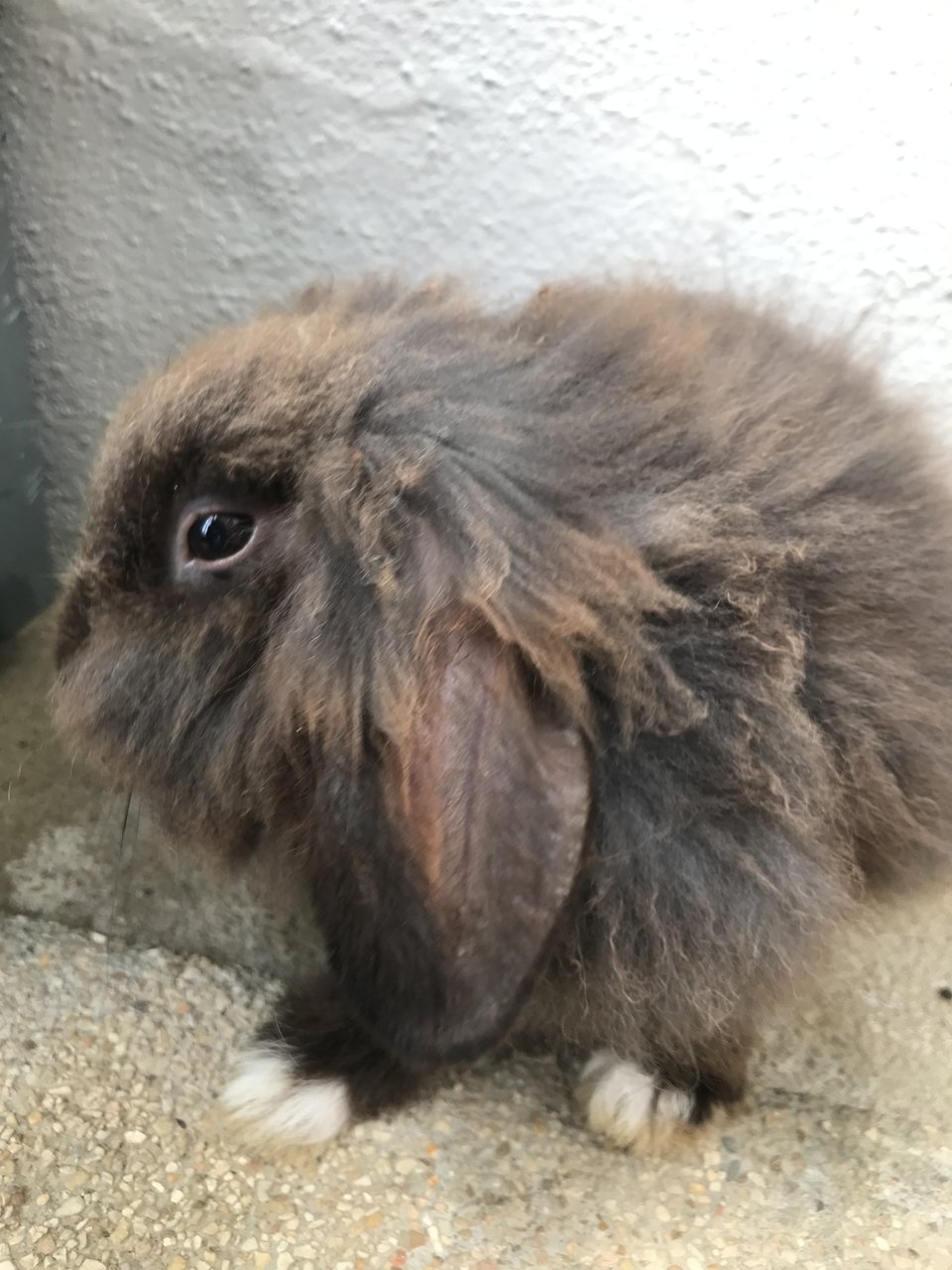 Tam - Holland Lop + Lionhead Rabbit