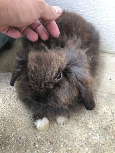 Tam - Holland Lop + Lionhead Rabbit