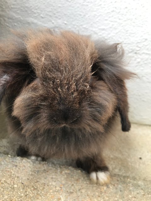 Tam - Holland Lop + Lionhead Rabbit