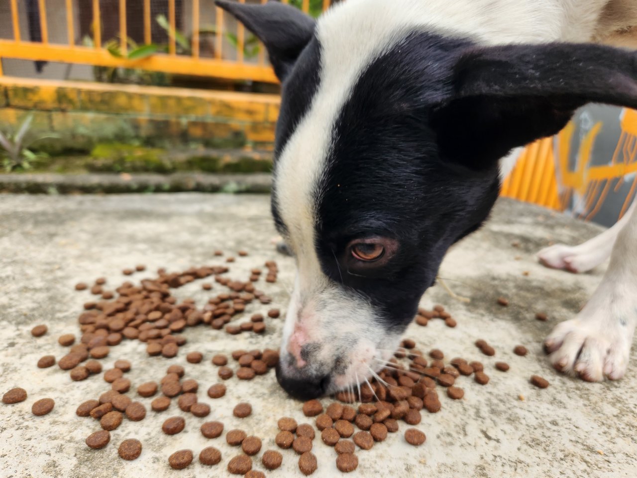 Black Eye - Mixed Breed Dog