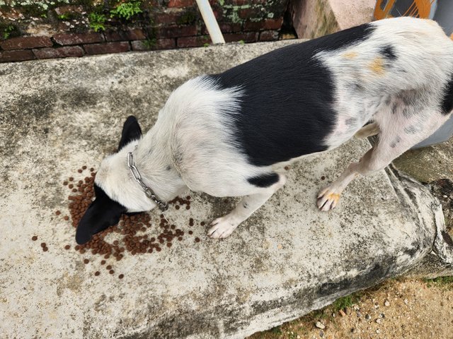 Black Eye - Mixed Breed Dog