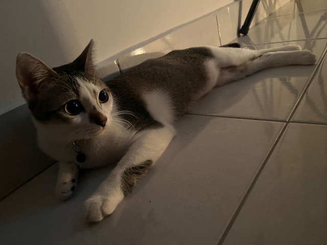 Hojicha  - Domestic Short Hair Cat