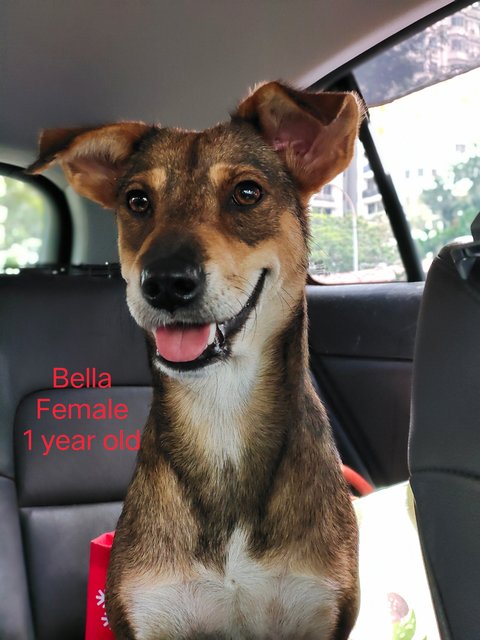 Bellla - Mixed Breed Dog