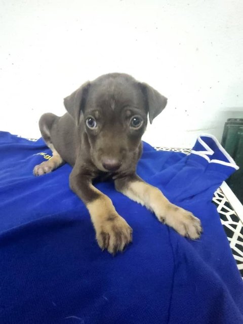 Puppy 46 - Mixed Breed Dog