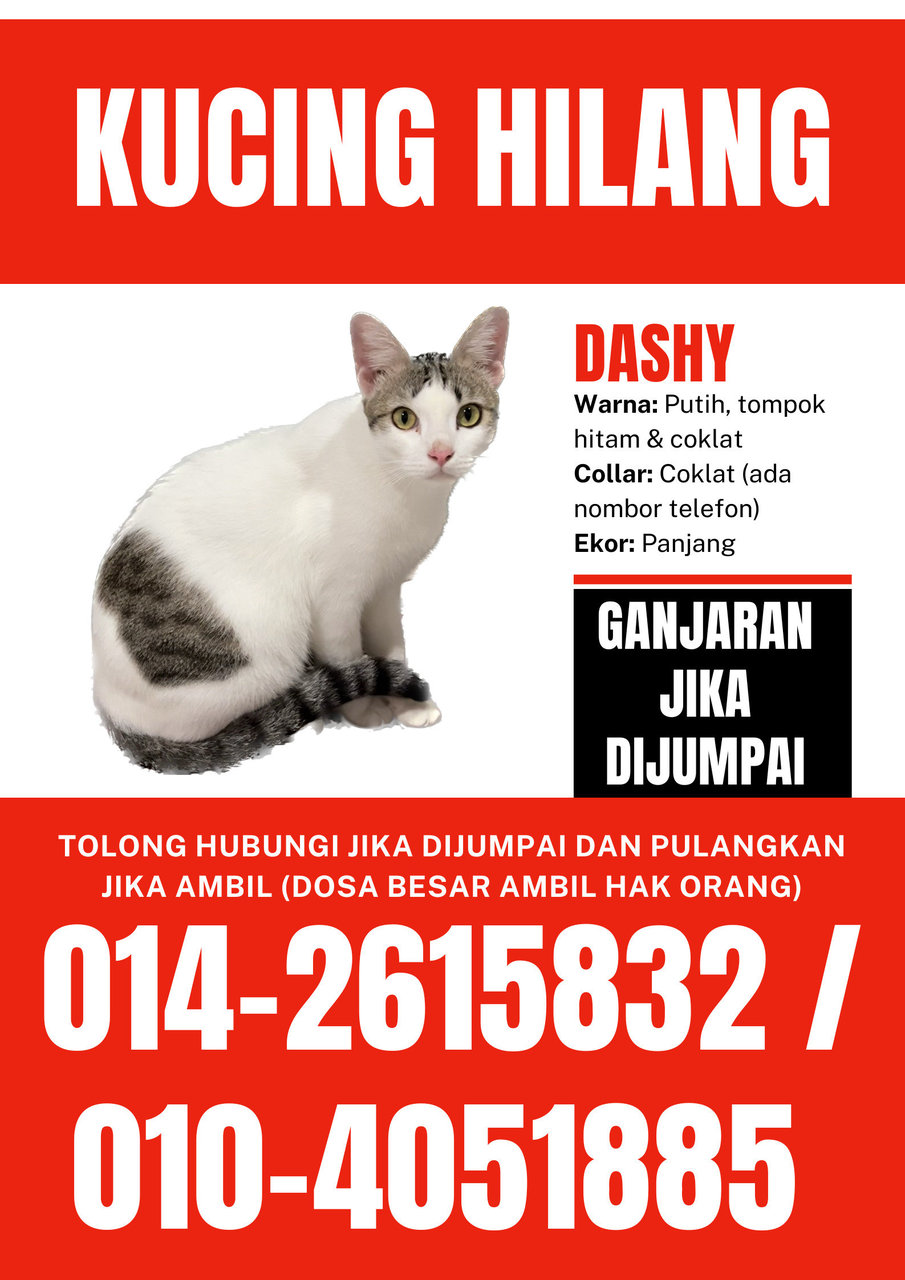 Dashy - Domestic Short Hair Cat