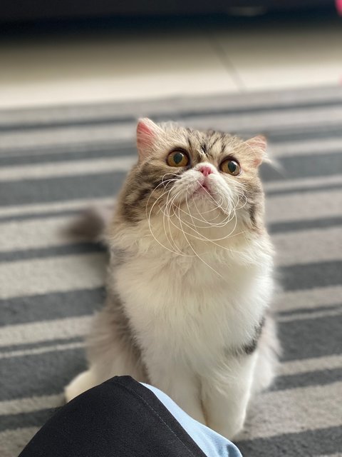 Neko - Persian Cat