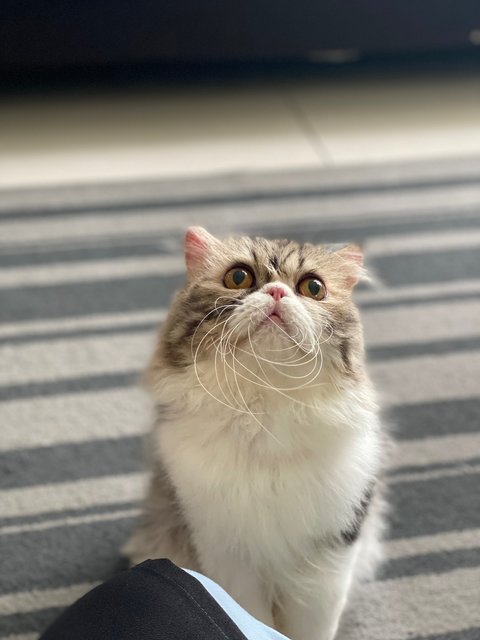 Neko - Persian Cat