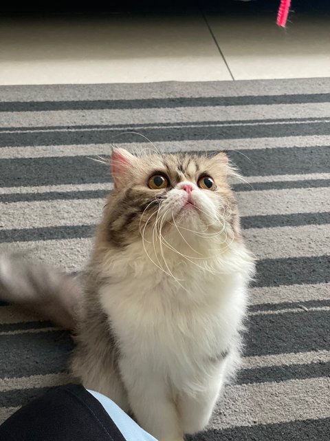 Neko - Persian Cat