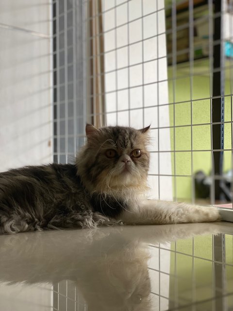 Neko - Persian Cat