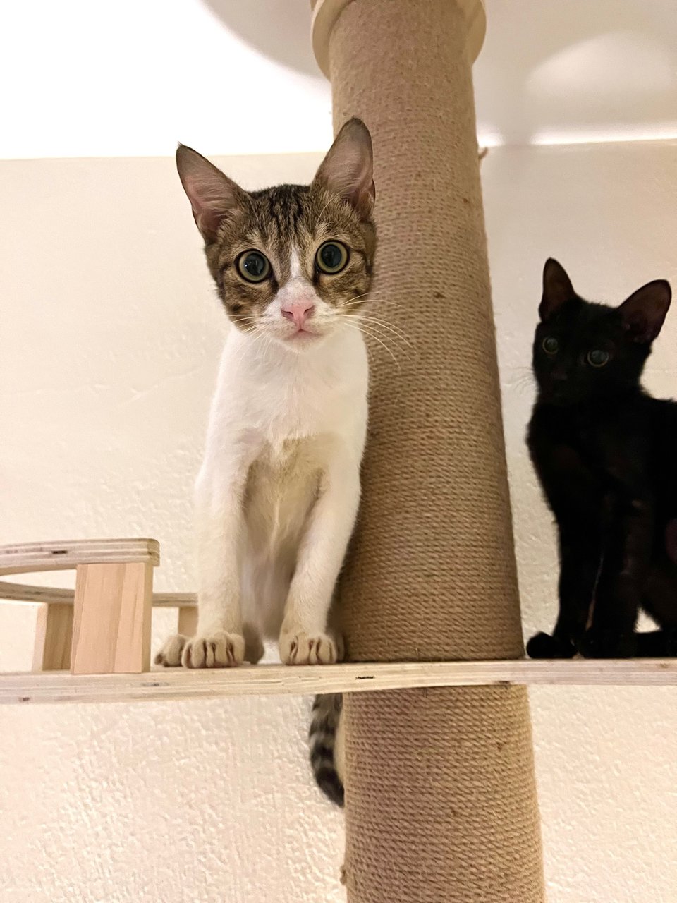 Otis &amp; Janet (Oj Set) - Domestic Short Hair Cat