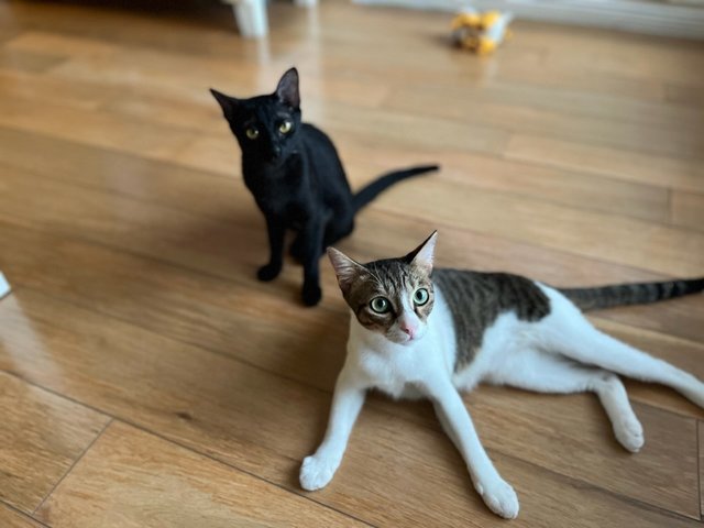 Otis &amp; Janet (Oj Set) - Domestic Short Hair Cat