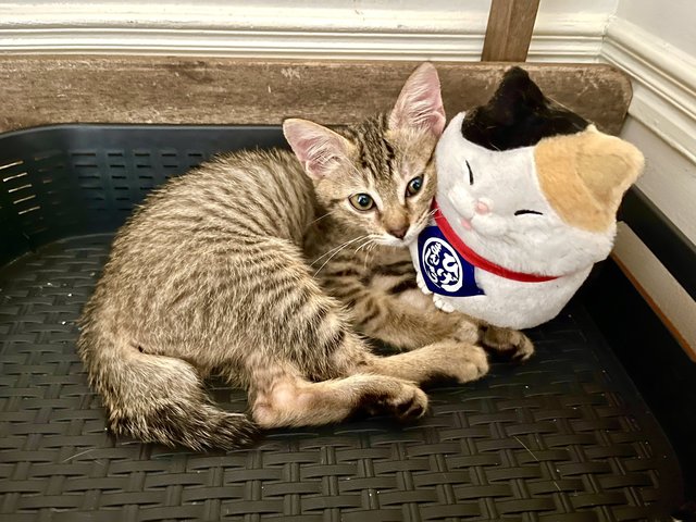 Stevie with her stuffed kitty