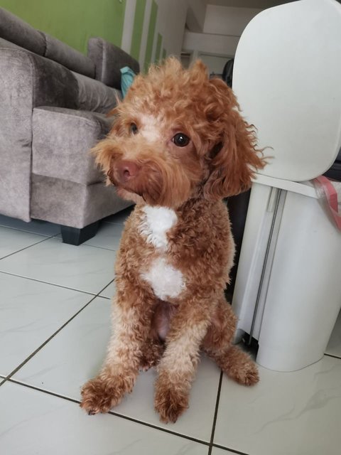 Luca - Poodle Dog