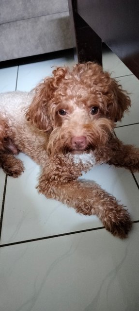 Luca - Poodle Dog