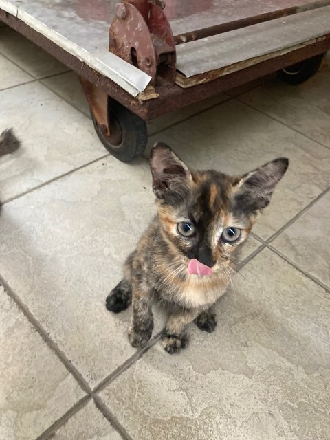 Sylvie &amp; Sis  - Tortoiseshell Cat