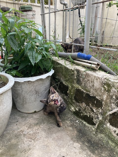 Sylvie &amp; Sis  - Tortoiseshell Cat