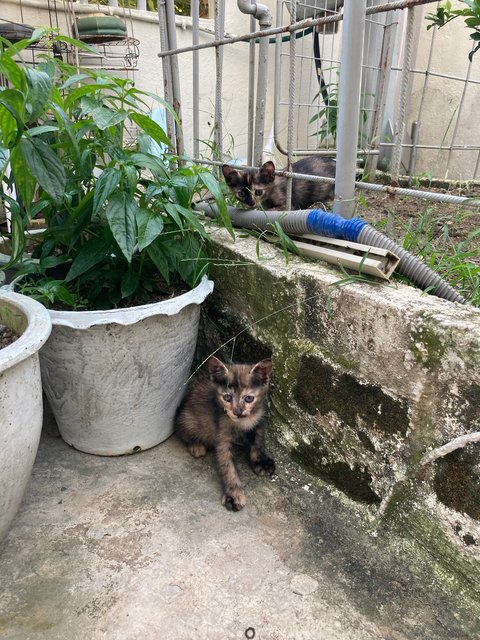 Sylvie &amp; Sis  - Tortoiseshell Cat