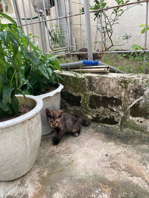 Sylvie &amp; Sis  - Tortoiseshell Cat