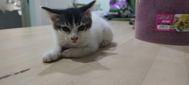 Spotty - Domestic Short Hair Cat