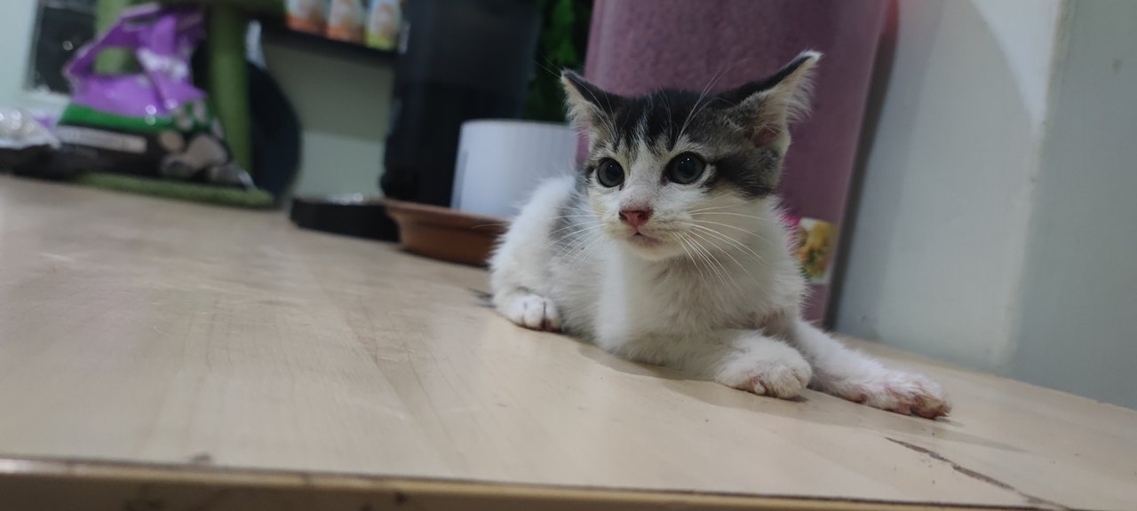 Spotty - Domestic Short Hair Cat