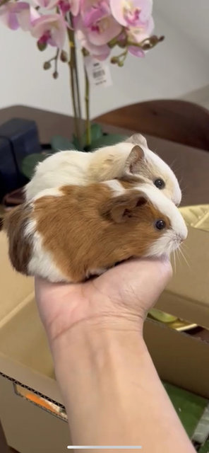 Bugsy And Once - Guinea Pig Small & Furry