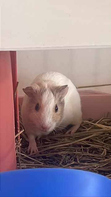 Bugsy And Once - Guinea Pig Small & Furry