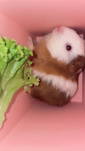 Bugsy And Once - Guinea Pig Small & Furry