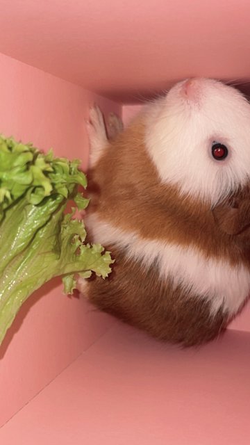 Bugsy And Once - Guinea Pig Small & Furry