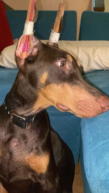 Don - Doberman Pinscher Dog